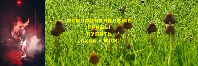 Галлюциногенные грибы Magic Shrooms  наркотики  Ленинск 